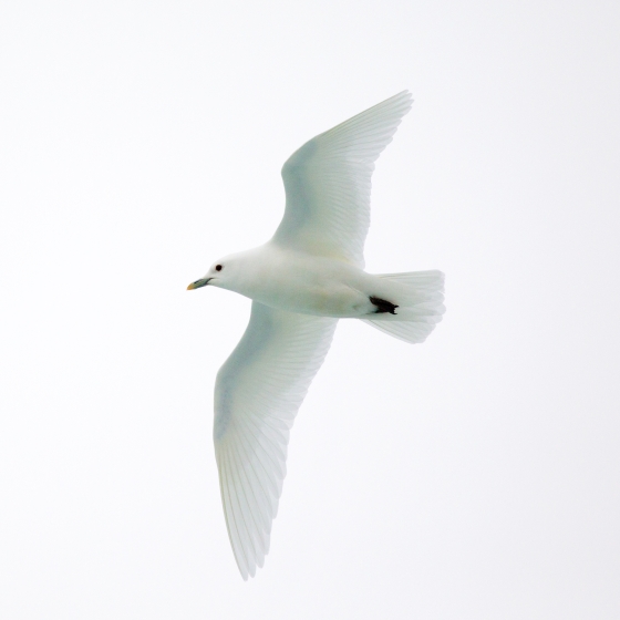 Ivory Gull | BTO - British Trust For Ornithology